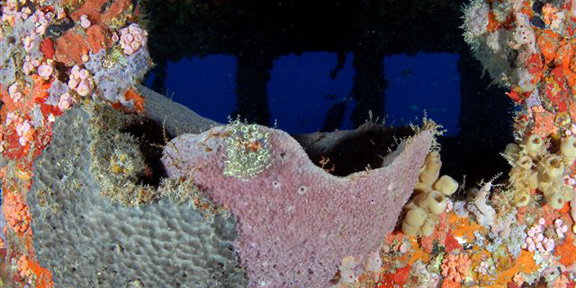 Dive With South Florida Diving Headquarters